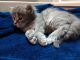 Maine Coon Cats for sale in Willis, TX 77318, USA. price: NA