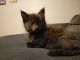 Maine Coon Cats for sale in Denton, TX, USA. price: $20
