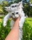 Maine Coon Cats for sale in Macon, GA, USA. price: $2,500