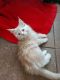 Maine Coon Cats for sale in Willis, TX, USA. price: $1,500