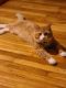 Maine Coon Cats for sale in Gary, IN, USA. price: $600