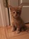 Maine Coon Cats for sale in Waterford, ME 04088, USA. price: $800