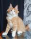 Maine Coon Cats for sale in Dallas, TX, USA. price: $500