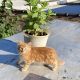 Maine Coon Cats for sale in Brooklyn, NY 11233, USA. price: $240