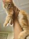 Maine Coon Cats for sale in Edison, NJ, USA. price: $2,300