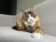 Maine Coon Cats for sale in Tampa, FL, USA. price: $800