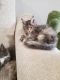 Maine Coon Cats for sale in Disputanta, VA 23842, USA. price: NA
