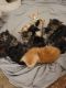 Maine Coon Cats for sale in Lopatcong, NJ, USA. price: $2,000