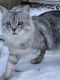Maine Coon Cats for sale in Williamsburg, OH 45176, USA. price: NA