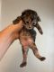 Maine Coon Cats for sale in Welsh, LA 70591, USA. price: NA