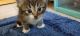 Maine Coon Cats for sale in 128 Broadway, Jersey City, NJ 07306, USA. price: $250