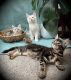 Maine Coon Cats for sale in 4750 Bedford Ave, Brooklyn, NY 11235, USA. price: NA