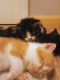 Maine Coon Cats for sale in Mt Vernon, ME, USA. price: NA