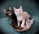 Maine Coon Cats
