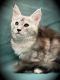 Maine Coon Cats for sale in 4750 Bedford Ave, Brooklyn, NY 11235, USA. price: $1,910