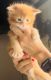 Maine Coon Cats for sale in Rocklin, CA, USA. price: NA