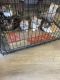 Maine Coon Cats for sale in San Antonio, TX, USA. price: $2,000