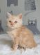 Maine Coon Cats for sale in Homer, NY, USA. price: NA