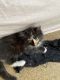 Maine Coon Cats for sale in Brooklyn, NY, USA. price: $450