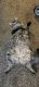 Maine Coon Cats for sale in Bakersfield, CA 93309, USA. price: NA