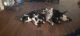Maine Coon Cats for sale in Apollo, PA 15613, USA. price: NA