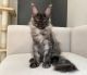 Maine Coon Cats for sale in Dallas, TX, USA. price: NA