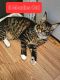 Maine Coon Cats for sale in Rainsville, AL, USA. price: $1,800