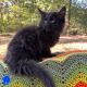 Maine Coon Cats for sale in Mayfield, KY 42066, USA. price: NA