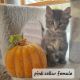 Maine Coon Cats for sale in Lowell, MI 49331, USA. price: $1,500