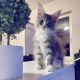 Maine Coon Cats for sale in Maine, ME 04736, USA. price: $650