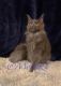 Maine Coon Cats for sale in Munford, TN, USA. price: NA