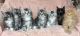 Maine Coon Cats for sale in Fullerton, CA, USA. price: $600