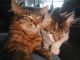 Maine Coon Cats for sale in Centerburg, OH 43011, USA. price: NA