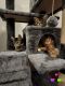 Maine Coon Cats for sale in Salem, WI 53168, USA. price: $1,150
