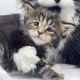 Maine Coon Cats for sale in San Jose, CA, USA. price: $500