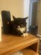 Maine Coon Cats for sale in Casa Grande, AZ, USA. price: $50