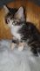 Maine Coon Cats for sale in Minneapolis, MN, USA. price: $2,500