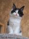 Maine Coon Cats for sale in Usaa Blvd, San Antonio, TX, USA. price: $200