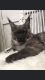 Maine Coon Cats for sale in Pulpwood Cir, Daphne, AL 36527, USA. price: $2,500