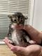 Maine Coon Cats for sale in San Antonio, TX, USA. price: $1,000
