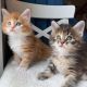 Maine Coon Cats for sale in Cameron Park, CA, USA. price: NA