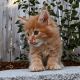 Maine Coon Cats for sale in Cameron Park, CA, USA. price: NA