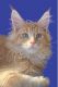 Maine Coon Cats for sale in Rocklin, CA, USA. price: $1,800
