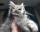 Maine Coon Cats for sale in North Highlands, CA, USA. price: $400