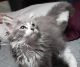 Maine Coon Cats for sale in North Highlands, CA, USA. price: NA
