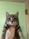 Maine Coon Cats for sale in Medford, OR 97504, USA. price: $75