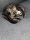 Maine Coon Cats for sale in Surrey, BC, Canada. price: $550