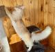 Maine Coon Cats for sale in Forest, OH 45843, USA. price: NA