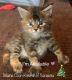 Maine Coon Cats for sale in Sarasota, FL, USA. price: $1,600
