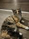 Maine Coon Cats for sale in Frankfort, NY 13340, USA. price: NA